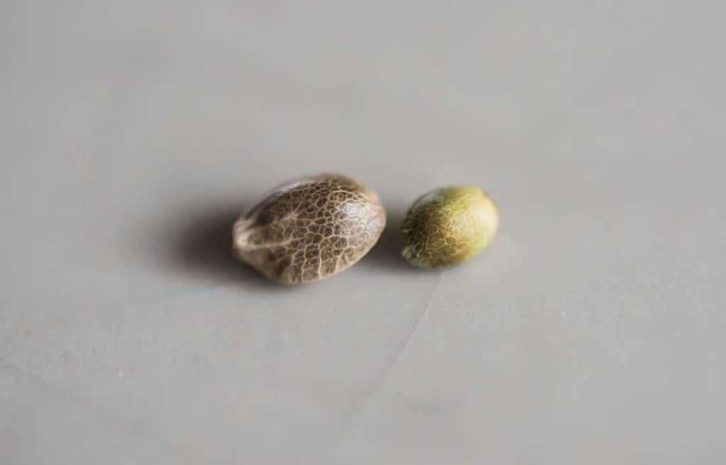 mature cannabis seed next to immature seed