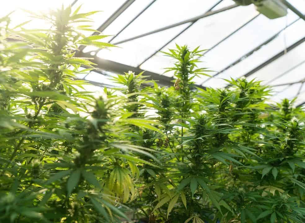 Indoor cannabis growing installation