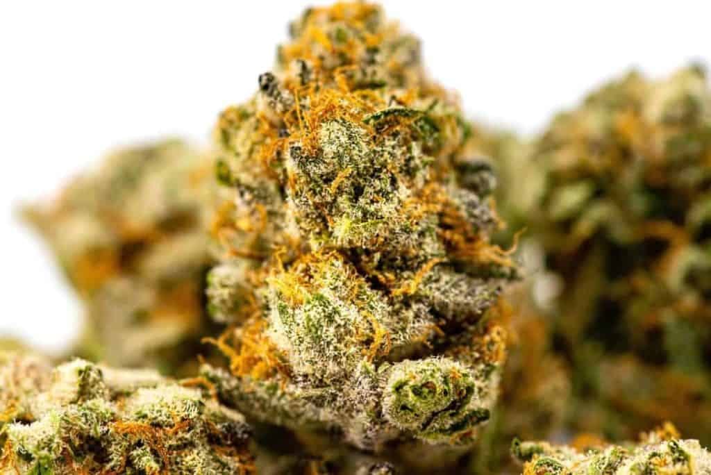 Macro of Jimi Hendrix cannabis strain