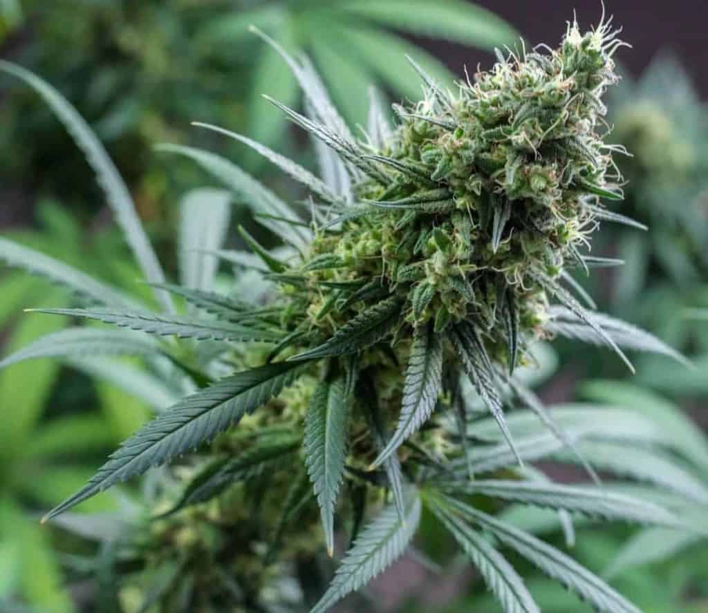 Close-up of White-widow cannabis strain