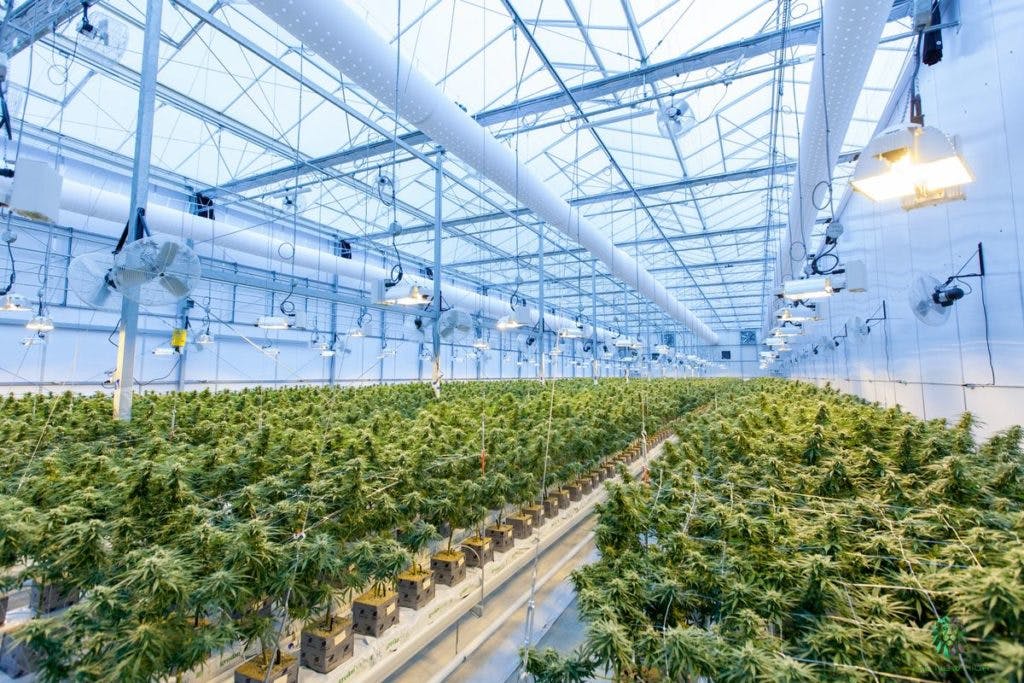 A cannabis farm located within a greenhouse, by Richard T via Unsplash