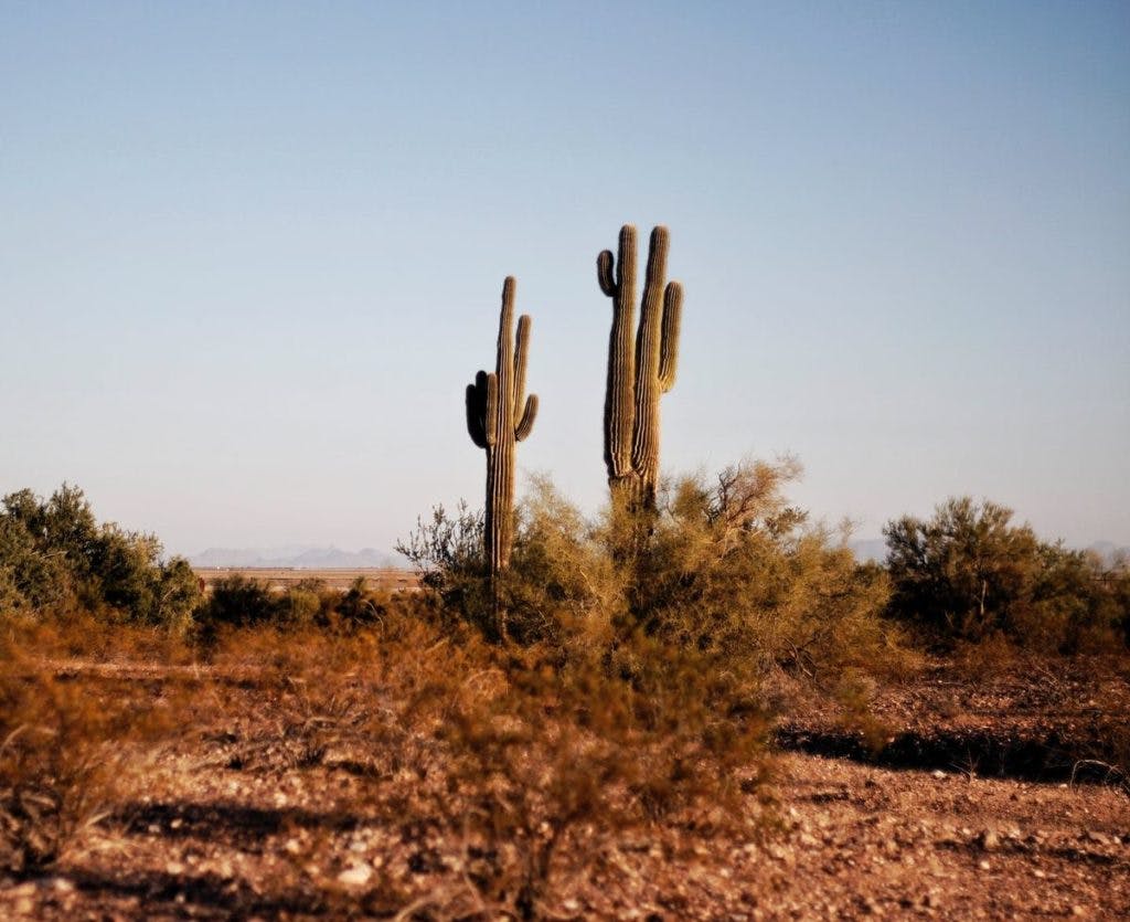 Cactus plants in Texas, by Yigithan Bal via Pexels