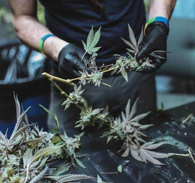 Man trimming cannabis leaves, by GreenForce Staffing via Unsplash