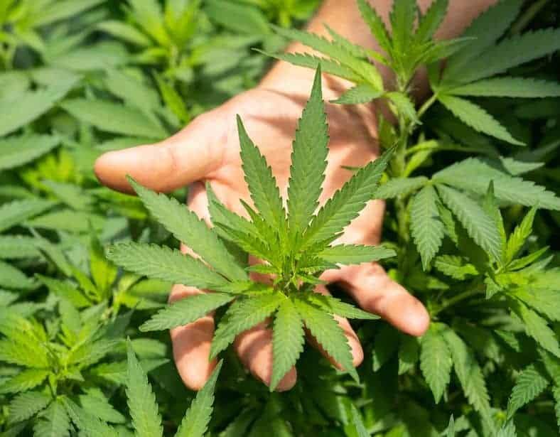 Hand holding marijuana leaf, by CRYSTALWEED cannabis via Unsplash
