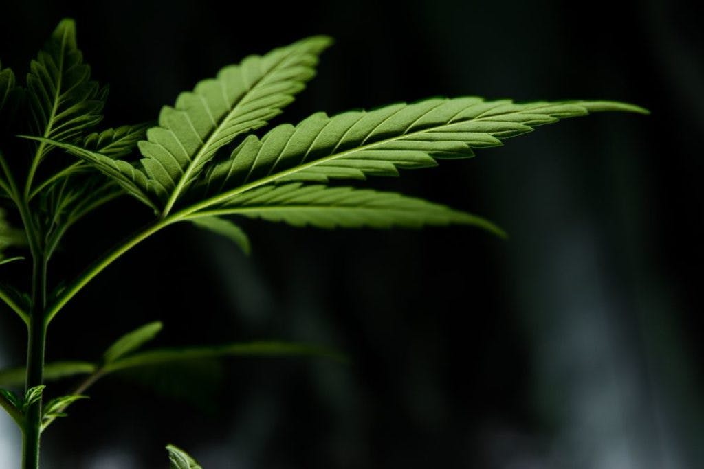 A cannabis ruderalis leaf