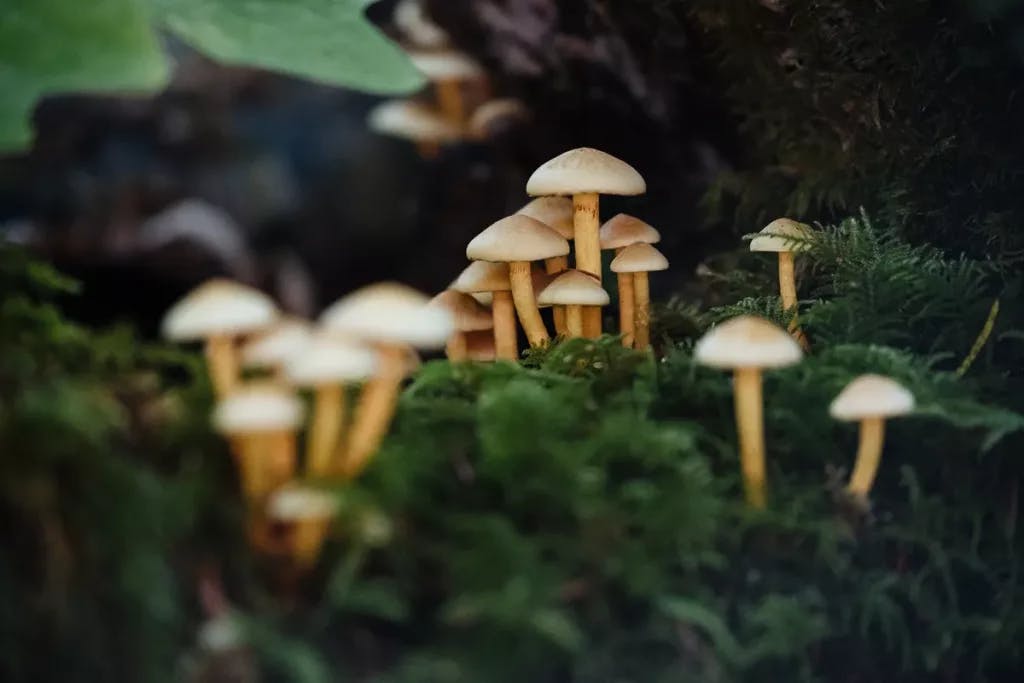 Just some mushrooms, by Jesse Dodds via Unsplash