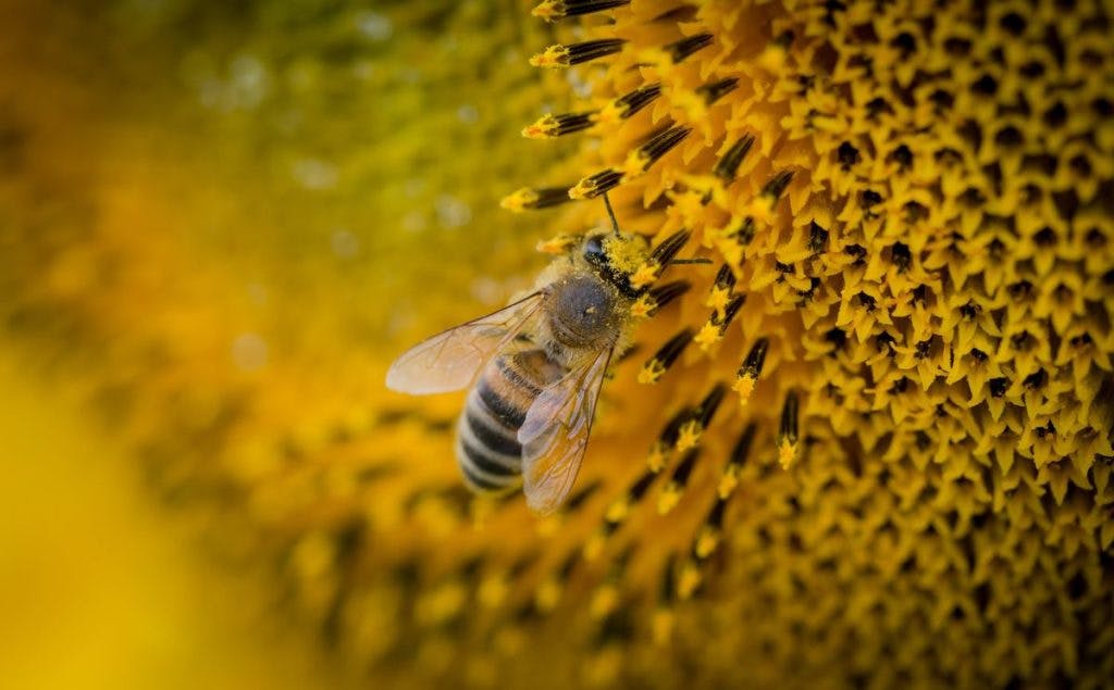 A honey bee on a flower, by Anton Atansov via Pexels