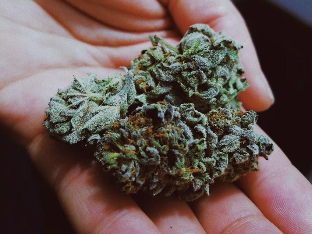 A weed bud in the hand, by Cambridge Jenkins IV via unsplash