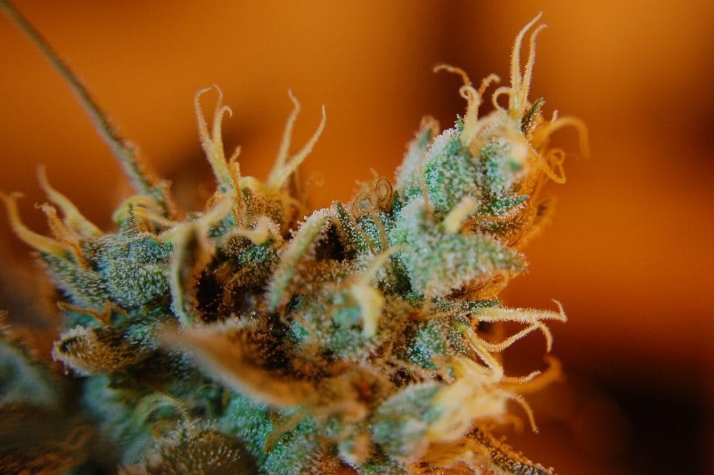 Cannabis buds, by Felipe B. Marques via Pixabay