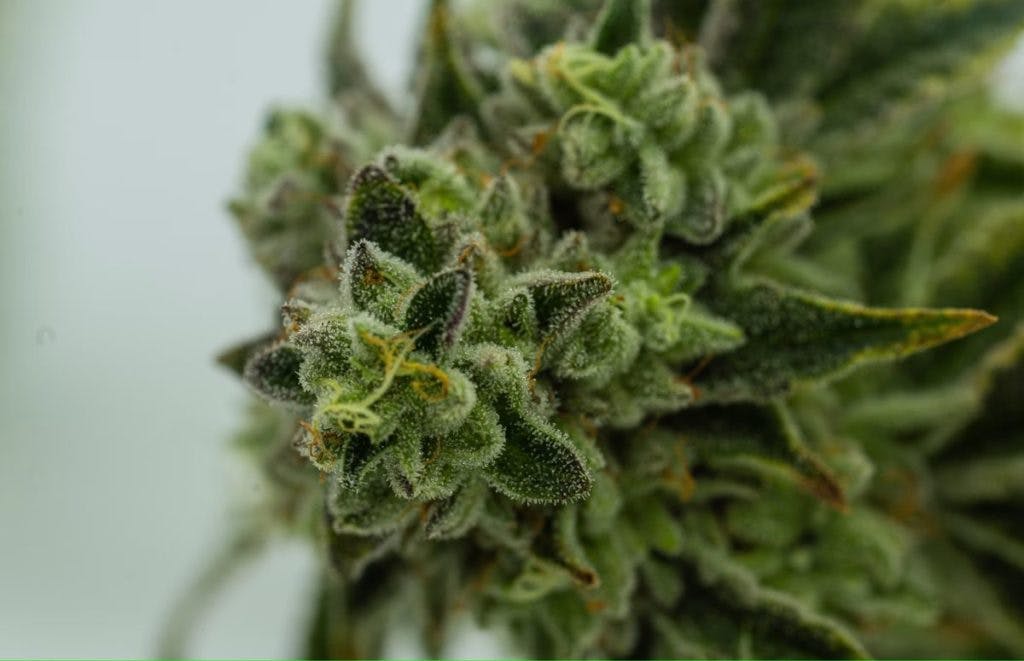 Cannabis kush buds, by Avery Meeker via Unsplash