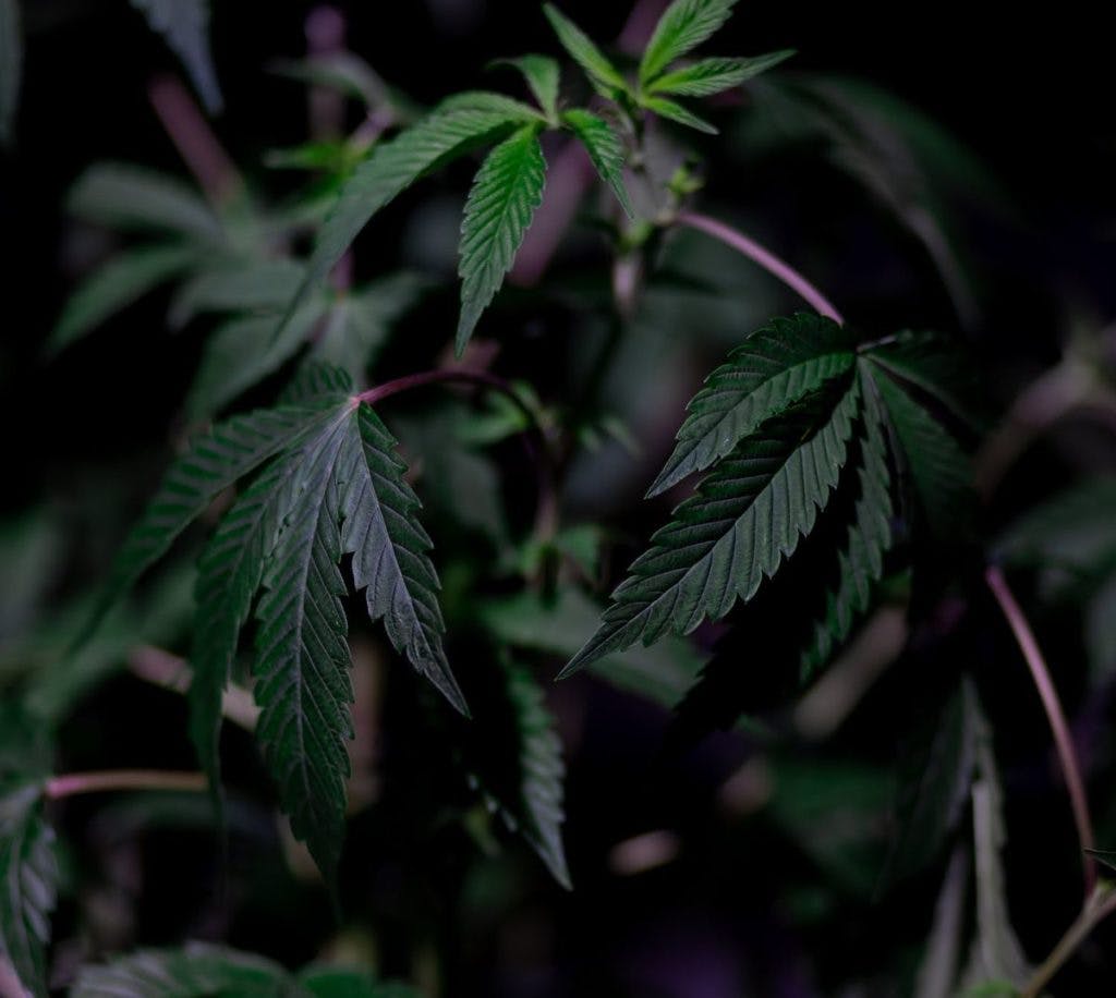 Indica cannabis leaves, by Kindel Media via Pexels