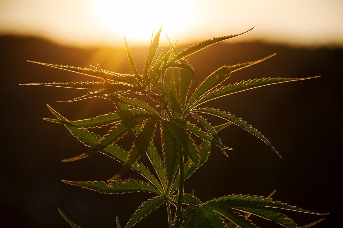 Cannabis leaves in the shadow of the sun-lit horizon, by NickyPe via Pixabay