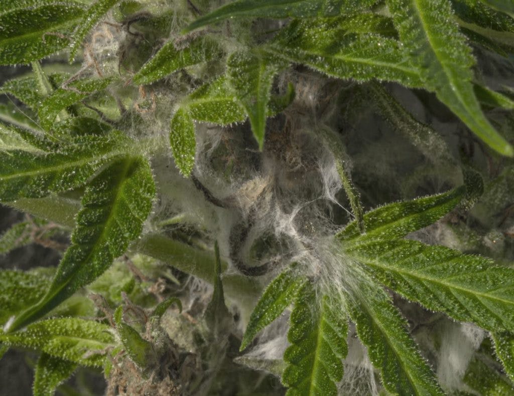 A moldy cannabis plant, by Michael Nosek via iStock