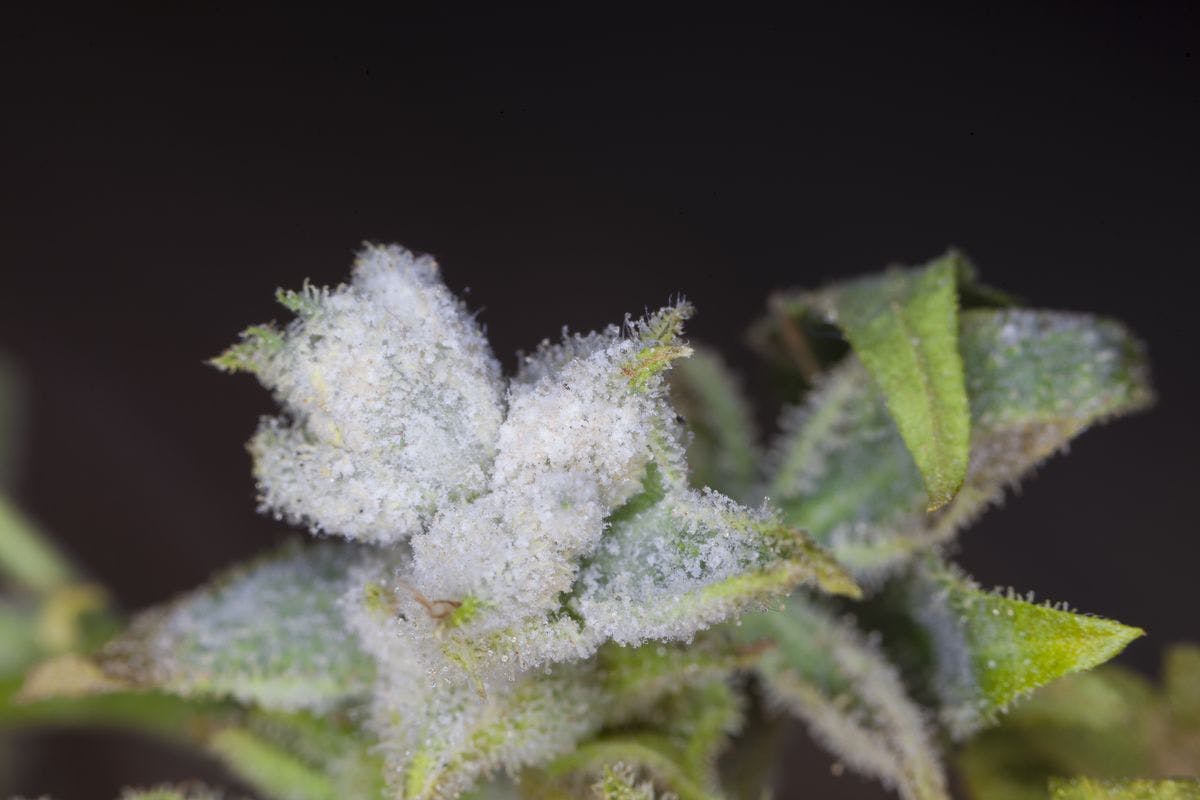 White mold grows on a cannabis bud, by OlegMalyshev via iStock