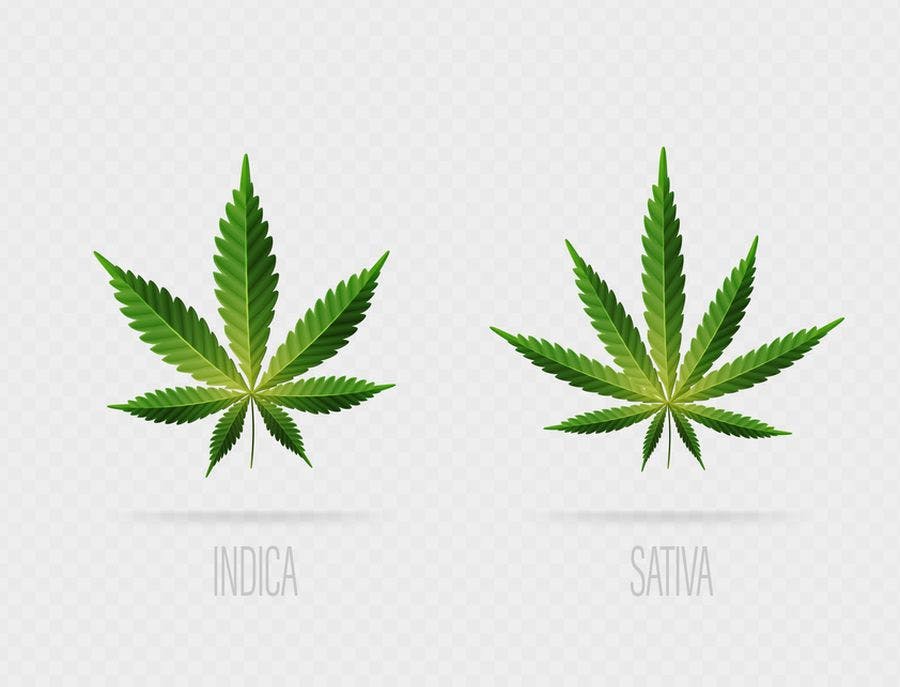 A comparison of sativa & indica lieaves, by Artyom Kozhemyakin via iStock