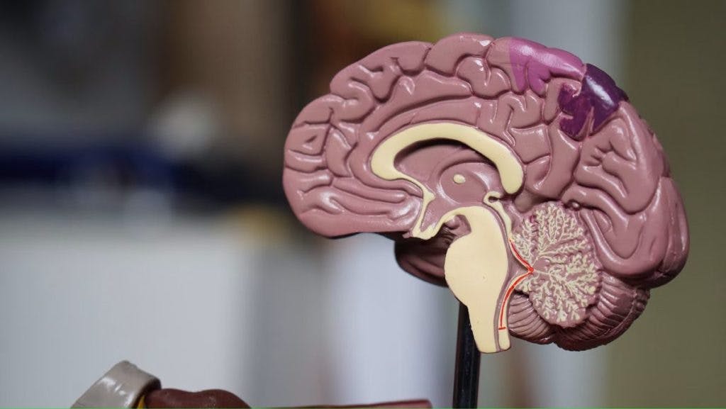 A model cutaway of the human brain, by Robina Weermeijer via Unsplash