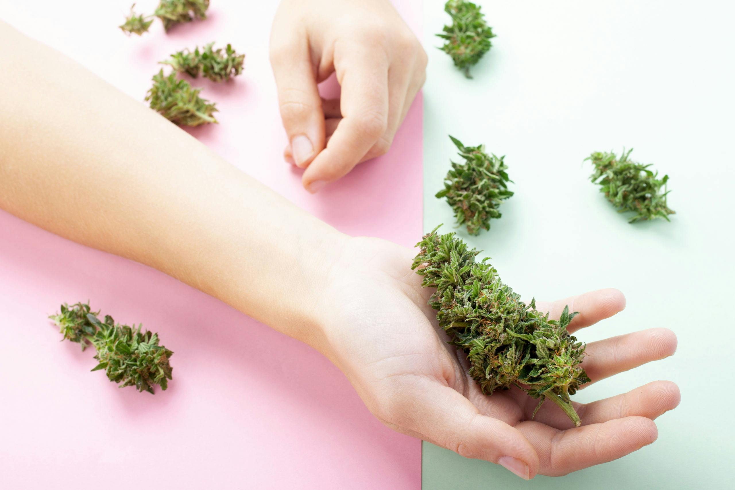 beautiful photo of hand holding dried cannabis flower over pink and white background