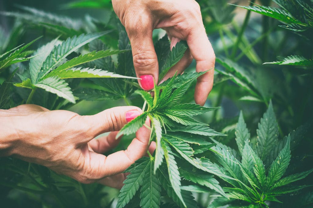 Celebrating Women-Led Organizations in Cannabis