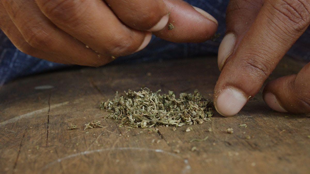 A man prepares ground cannabis to be smoked, by Lazlo Mates via iStock