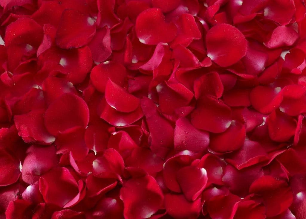A group of rose petals, by Nguyen Dinh Minh Quan via iStock
