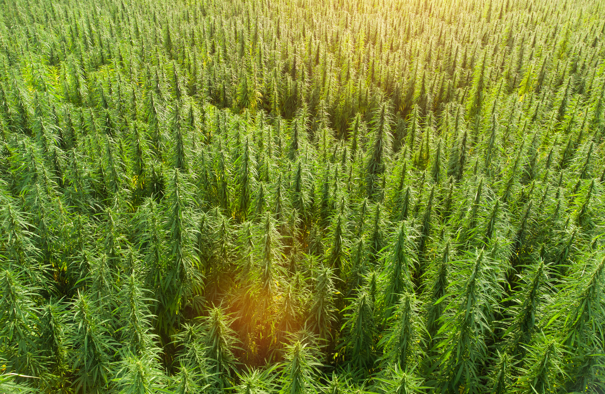 An outdoor cannabis field