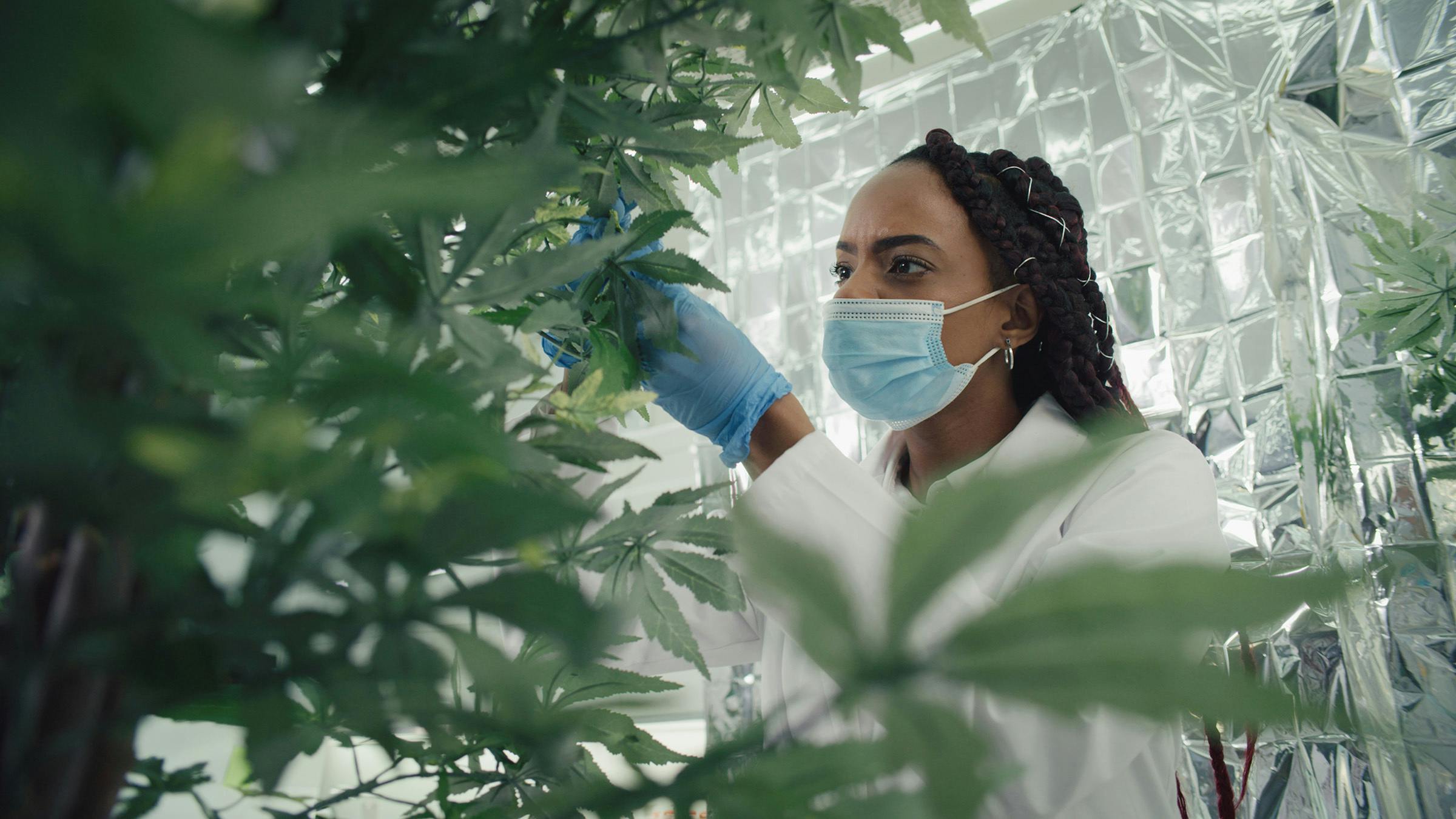 female scientist inspects cannabis female