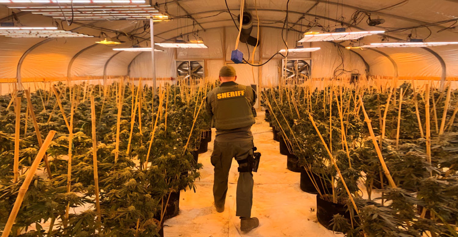 SBCSD officer raiding cannabis farm