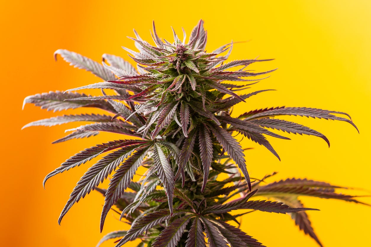 marijuana on bright yellow background, medical cannabis plant
