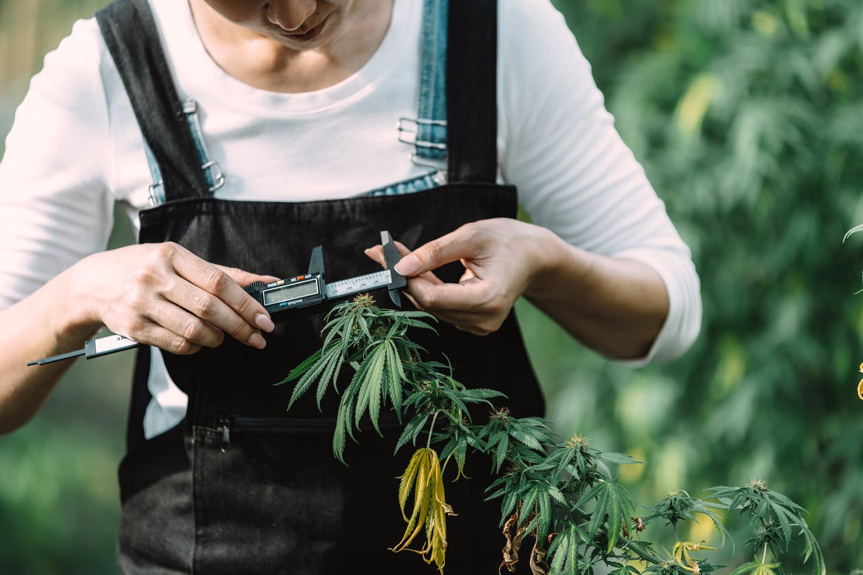 Growers inspect cannabis flowers cannabis plants and hemp inflorescences in greenhouses for inspection and quality control for medicinal purposes farms in greenhouses. medical cannabis cultivation