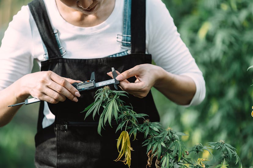 Growers inspect cannabis flowers cannabis plants and hemp inflorescences in greenhouses for inspection and quality control for medicinal purposes farms in greenhouses. medical cannabis cultivation