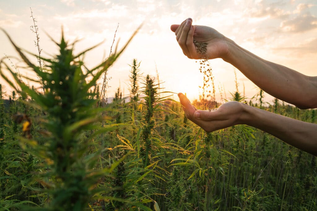 Hemp farmer holding Cannabis seeds in hands on farm field outside.