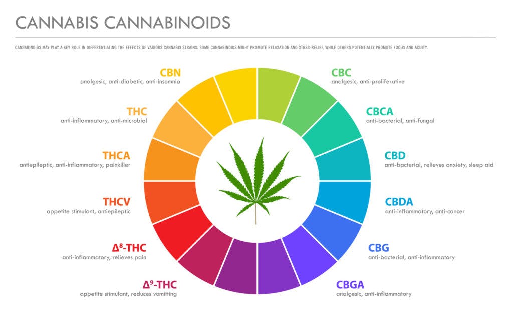 Cannabis Cannabinoids horizontal business infographic illustration about cannabis as herbal alternative medicine and chemical therapy, healthcare and medical science vector.