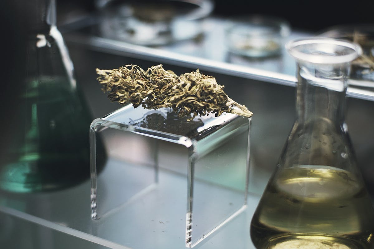cannabis buds in a laboratory