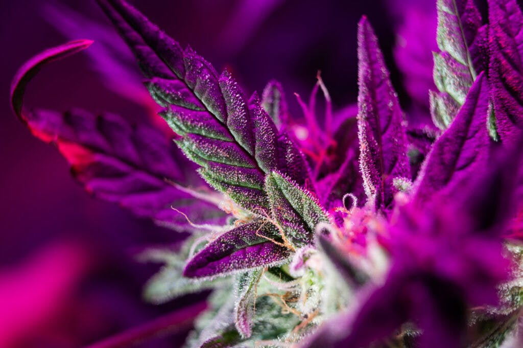 cannabis grow under led at home