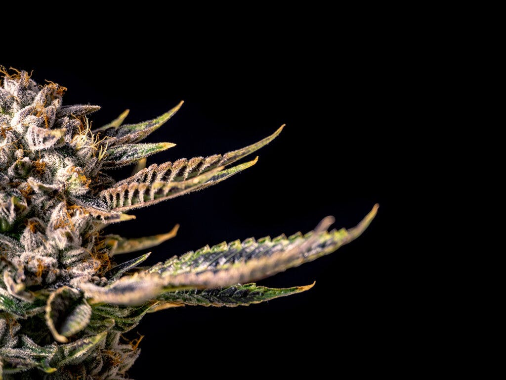 Dark studio image of weed bud for info graphic