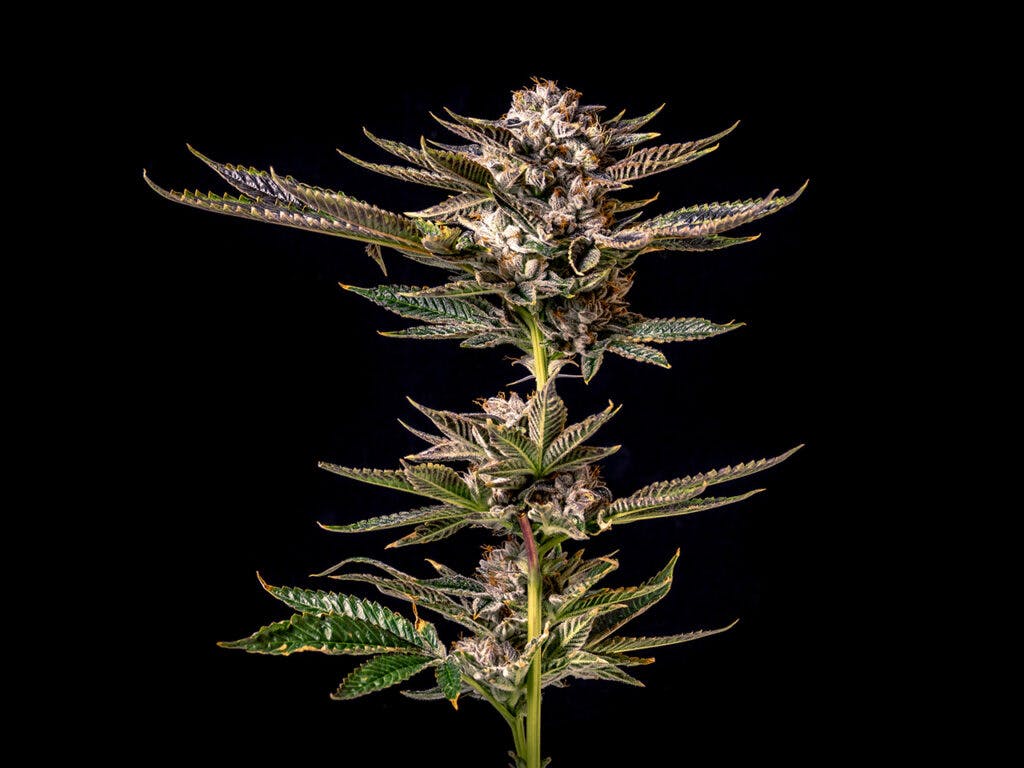 Beautiful cannabis grown indoors diplayed in studio lighting with green and purple colors