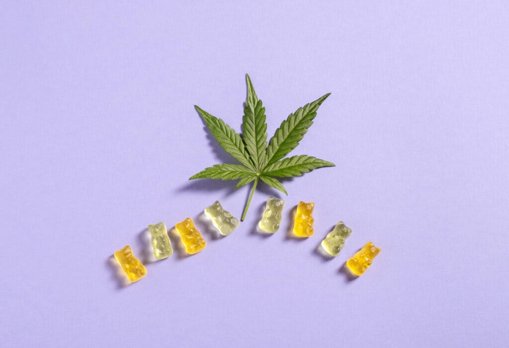 Top view colorful gummy bears and cannabis leaves on light violet background. Copy space.