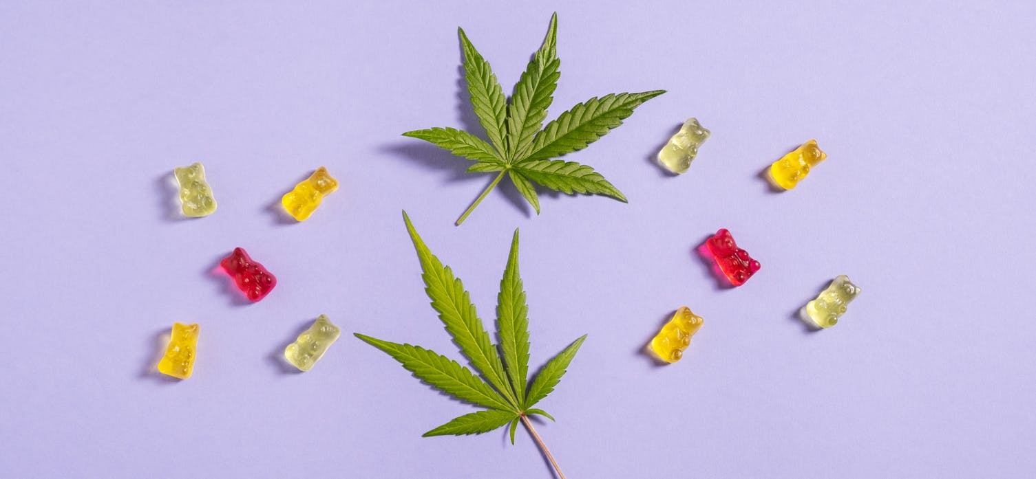 Top view flat lay gummy bears and cannabis leaves on light violet background.