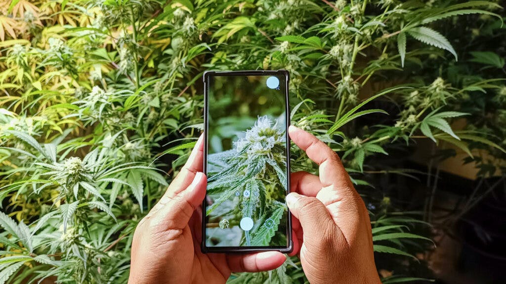 Mobile phone to photograph a cannabis plant in an indoor cannabis plot