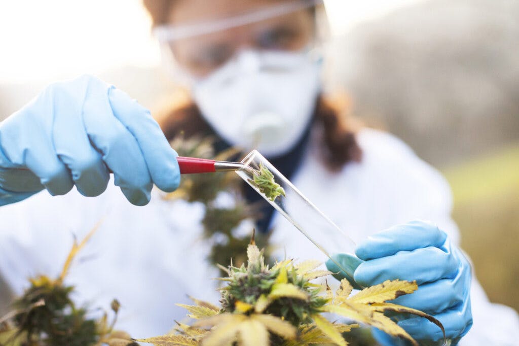 Young woman preparing homeophatic medicine from marijuana plant.