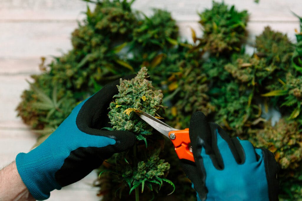 Cutting  cannabis buds. medical marijuana concept background