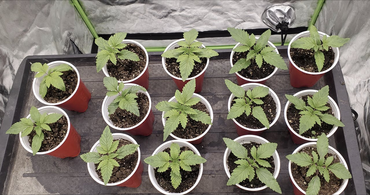 cannabis seedlings in cups