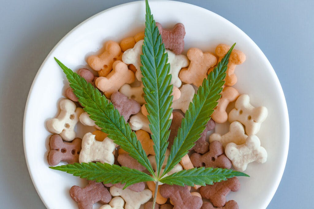 Dog treats on a white saucer and cannabis leaves, on a blue background - CBD and medical marijuana concept for pets