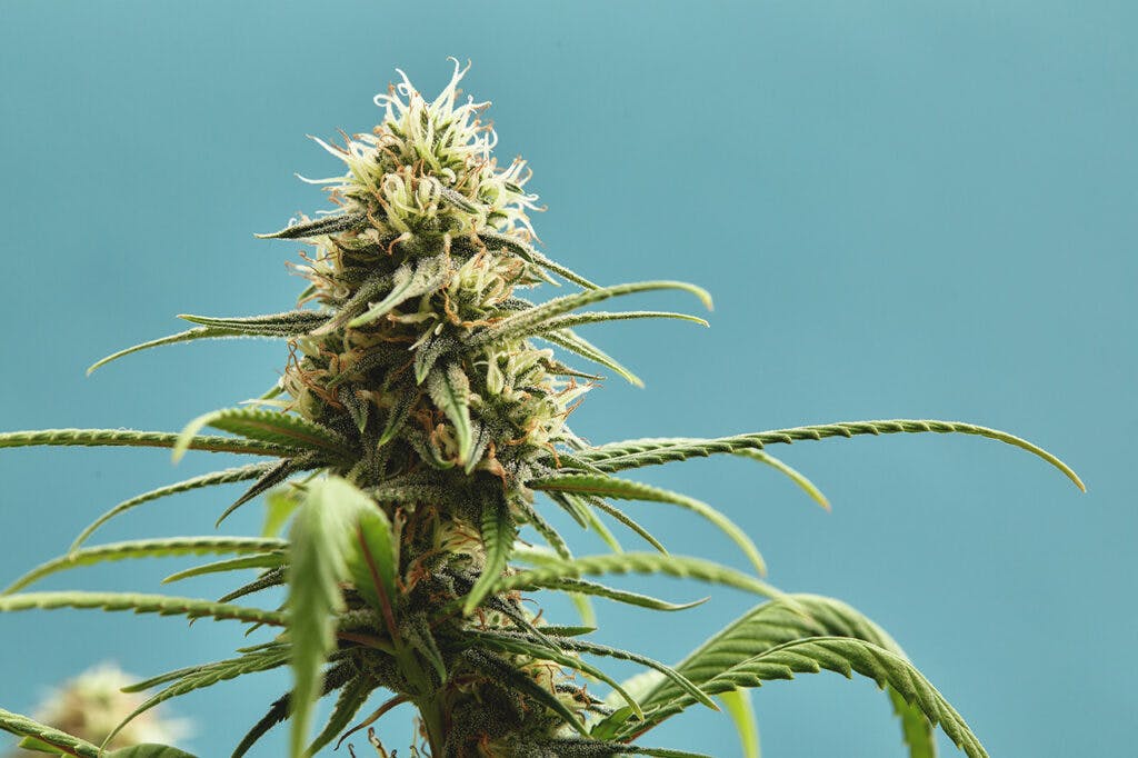 Close-up of a marijuana buds flower isolated on a light blue background. Cannabis can help manage chronic pain, nausea, and vomiting resulting from chemotherapy treatment. Medical and business concept.