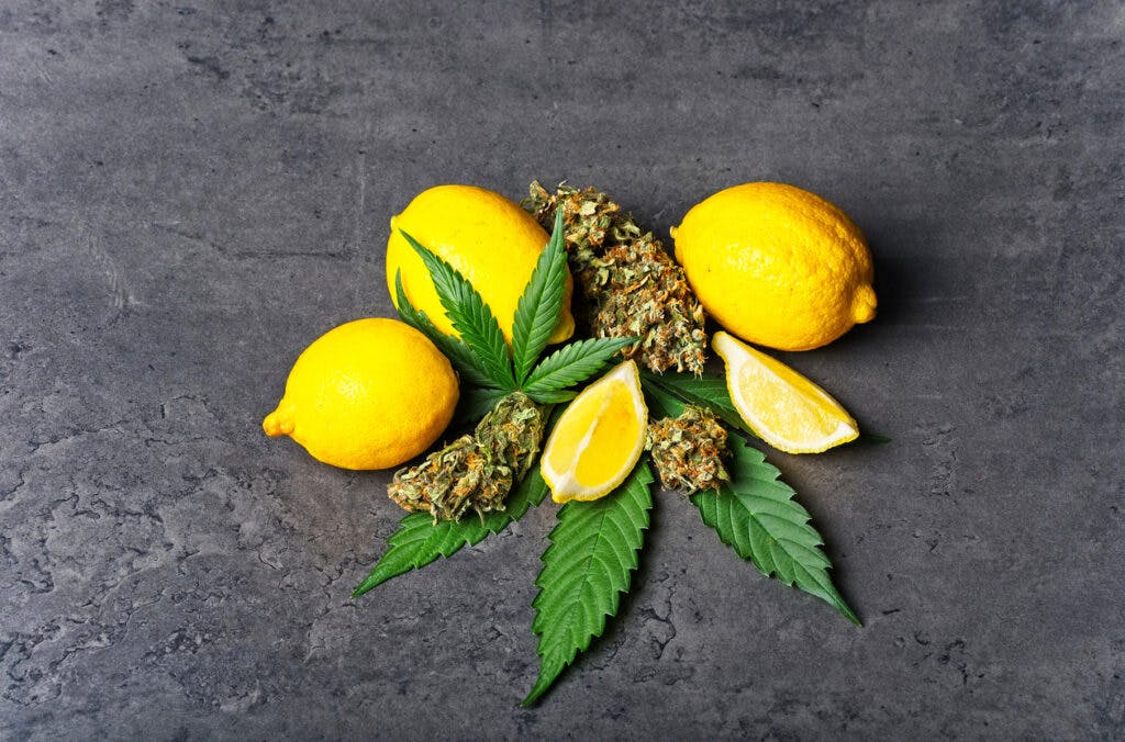 Cannabis buds / nugs and leaves with sliced lemon. Limonene terpene concept on gray background with copy space.