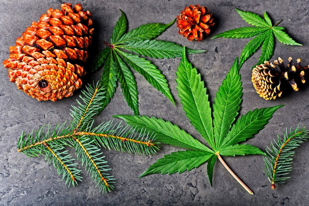 Cannabis leaves with pine cone and fir needles. Pinene terpene concept on gray background.