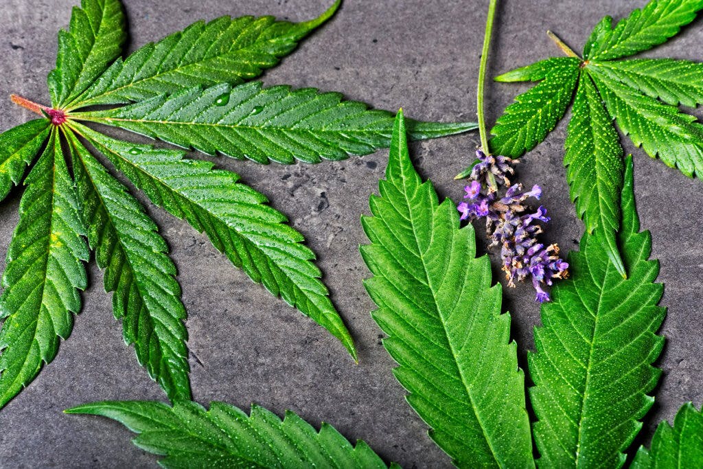 Cannabis leaves with levander. Linalool terpene concept on gray background.