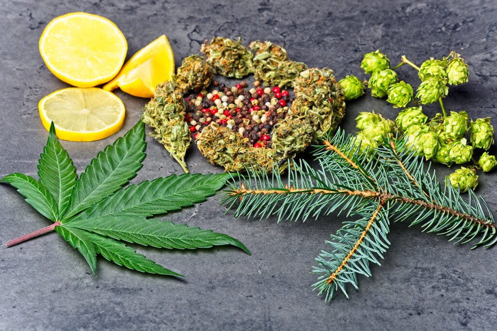 Cannabis bud and leaf with hoppy, pepper, lemons and fir needles Caryophyllene, humulene limonene and pinene terpenes concept on grey background.
