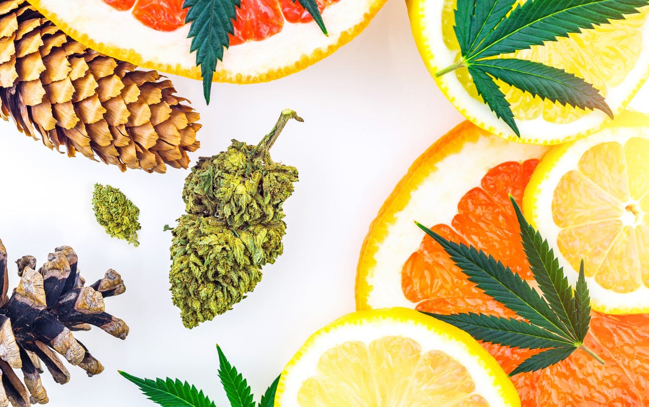 Concept of what are cannabis terpenes with Marijuana bud lemons grapefruit leafs and pine cones