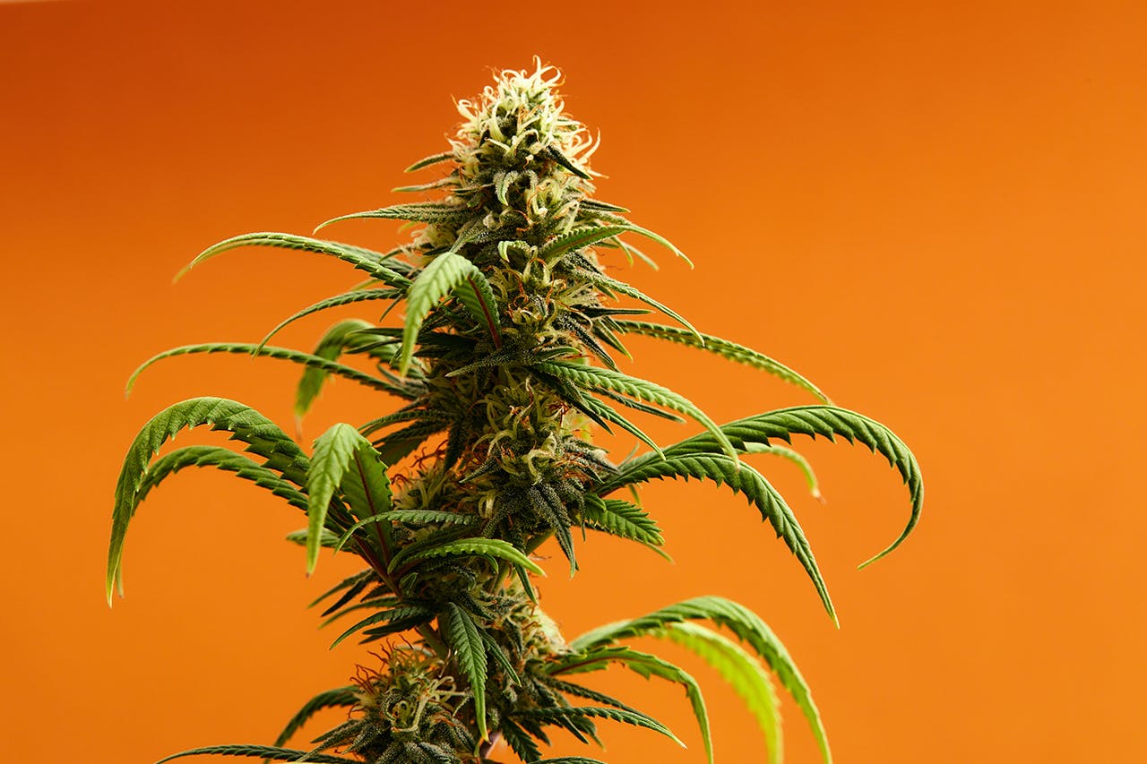 Marijuana plants long banner. Beautiful tropical cannabis background. New look on agricultural strain of hemp. Vibrant exotic cannabis with leaves and buds on orange colors.